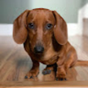 Meet your Posher, Igor